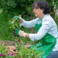 The Environmental Impact of Peat Harvesting and the Importance of Peat-Free Gardening in Britain