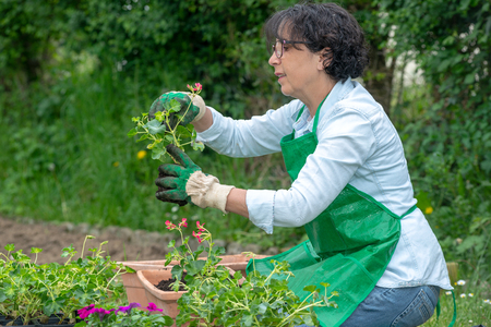 The Environmental Impact of Peat Harvesting and the Importance of Peat-Free Gardening in Britain