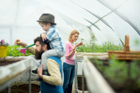 Planning and Constructing Raised Vegetable Beds for the UK Climate