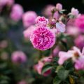 The History and Heritage of Rose Cultivation in the United Kingdom