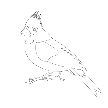 Ethical Considerations in Feeding Wild Birds