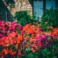 Pruning Roses in the British Garden: Traditional Techniques and Modern Tips