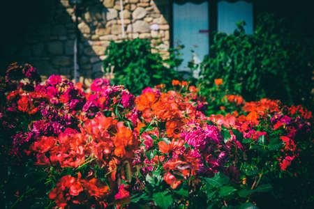 Pruning Roses in the British Garden: Traditional Techniques and Modern Tips