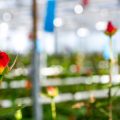 Winter Allotment Care: What to Grow and How to Maintain your Plot