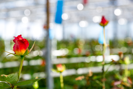 Winter Allotment Care: What to Grow and How to Maintain your Plot