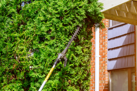 Identifying When Garden Pests Require Professional Intervention: A British Perspective