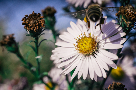 The Essential Guide to Pond Design for Supporting Pollinators and Beneficial Insects