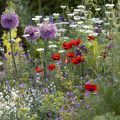 Understanding Perennial and Annual Flowers in the UK: Key Differences and Uses
