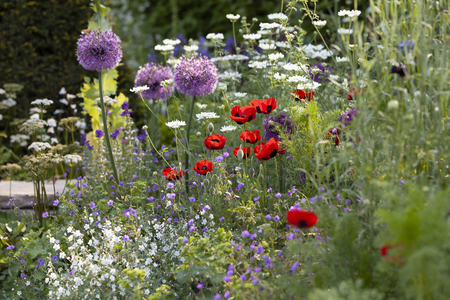 Understanding Perennial and Annual Flowers in the UK: Key Differences and Uses