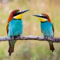 A Comprehensive Guide to Attracting British Garden Birds: The Role of Feeders and Nesting Boxes