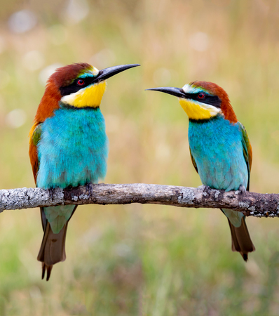 A Comprehensive Guide to Attracting British Garden Birds: The Role of Feeders and Nesting Boxes