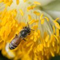 Companion Planting for Pollinators and Pest Prevention: UK Planting Strategies