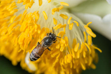 Companion Planting for Pollinators and Pest Prevention: UK Planting Strategies