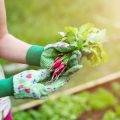 Maximising Space: Creative Layouts for Urban Gardens with Raised Beds