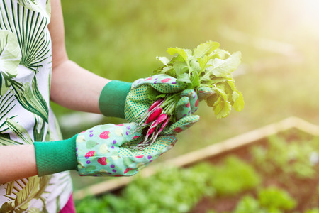 Maximising Space: Creative Layouts for Urban Gardens with Raised Beds
