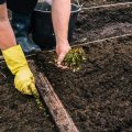 The Complete Guide to Growing Culinary Herbs in Containers in the UK