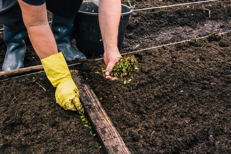 The Complete Guide to Growing Culinary Herbs in Containers in the UK