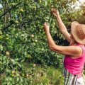 Common Mistakes in Allotment Crop Rotation and How to Avoid Them