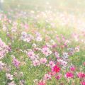 Choosing the Best Wildflower Species for British Climates