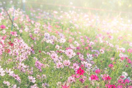 Choosing the Best Wildflower Species for British Climates