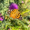 Top Native UK Plants for Attracting Butterflies and Beneficial Insects