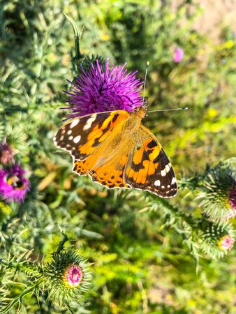Top Native UK Plants for Attracting Butterflies and Beneficial Insects