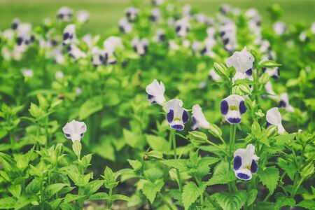 Innovative Ways to Utilise Raised Beds in British Garden Design