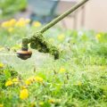 How to Transform a Traditional Lawn into a Wildlife Haven in the UK