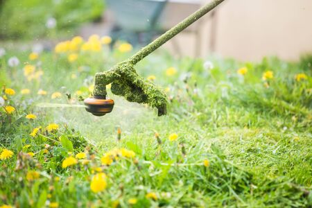 How to Transform a Traditional Lawn into a Wildlife Haven in the UK