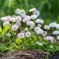 How to Create a Traditional British Wildflower Meadow in Your Garden