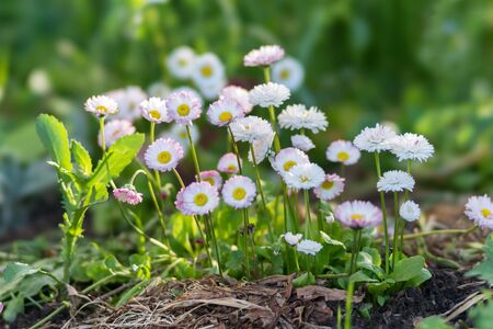 How to Create a Traditional British Wildflower Meadow in Your Garden
