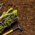 The Complete Guide to Sharpening Secateurs: Techniques, Tools, and Safety Tips for UK Gardeners
