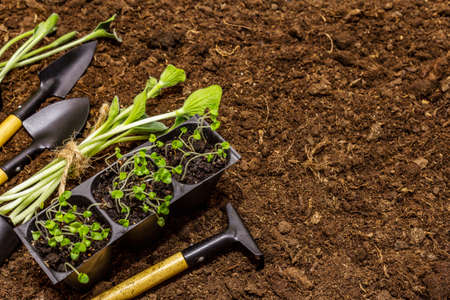 The Complete Guide to Sharpening Secateurs: Techniques, Tools, and Safety Tips for UK Gardeners