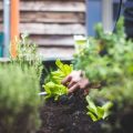 Sourcing Sustainable Fertilisers: Reducing Emissions in British Gardens