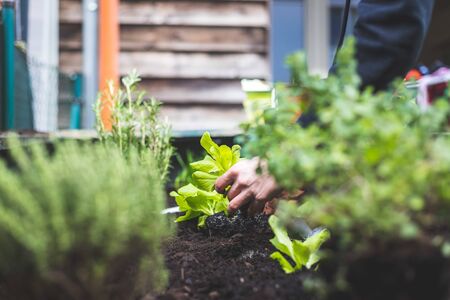 Sourcing Sustainable Fertilisers: Reducing Emissions in British Gardens