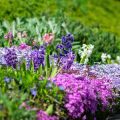 How to Attract British Garden Wildlife Without Creating a Pest Problem