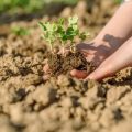The Ultimate Guide to Keeping Your Allotment Safe from Slugs and Snails in the UK