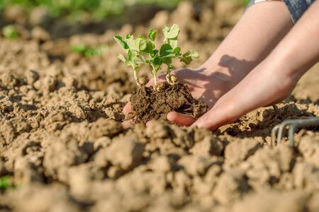 The Ultimate Guide to Keeping Your Allotment Safe from Slugs and Snails in the UK