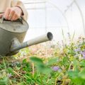 Companion Planting Strategies for Pest Deterrence in British Allotments and Gardens