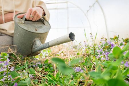 Companion Planting Strategies for Pest Deterrence in British Allotments and Gardens
