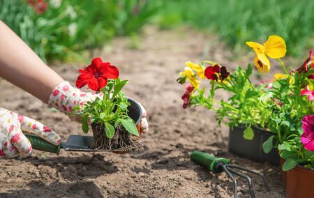 How to Prepare Your Garden for Each Season: A Month-by-Month Guide