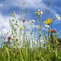 A Month-by-Month Guide to Maintaining a British Wildflower Meadow