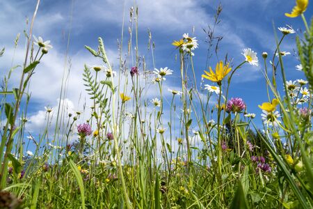 A Month-by-Month Guide to Maintaining a British Wildflower Meadow