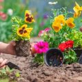 Reducing, Reusing, and Recycling: The Circular Journey of Garden Waste in Britain