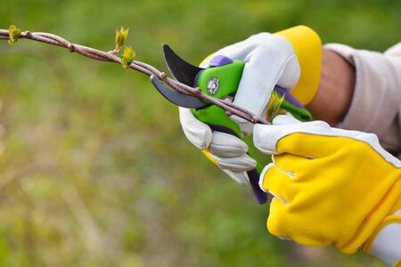 Personal Protective Equipment: What to Wear When Using Garden Tools and Equipment