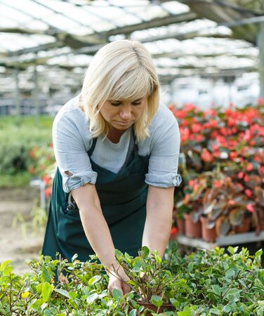 A Comprehensive Guide to Year-Round Greenhouse Growing in the UK Climate