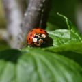 Balancing Beneficial Insects and Garden Pests in a UK Garden