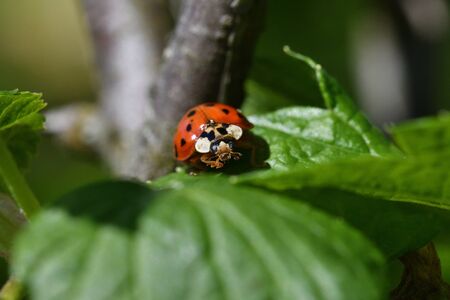 Balancing Beneficial Insects and Garden Pests in a UK Garden