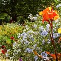 Top UK Annual Flowers for Show-stopping Seasonal Displays