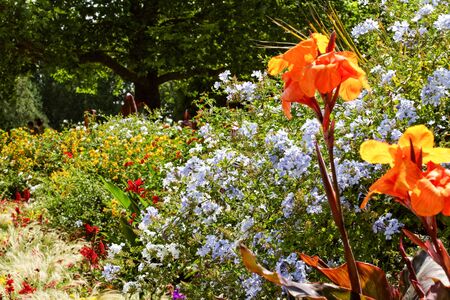 Top UK Annual Flowers for Show-stopping Seasonal Displays